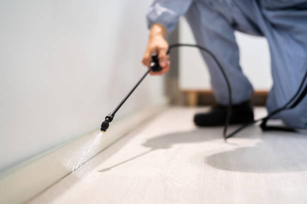 Certified termite inspector examining foundation in Henderson