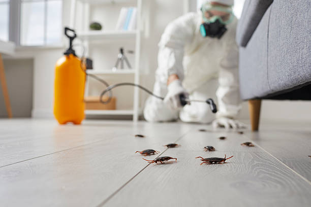 Commercial Rodent Management in Henderson